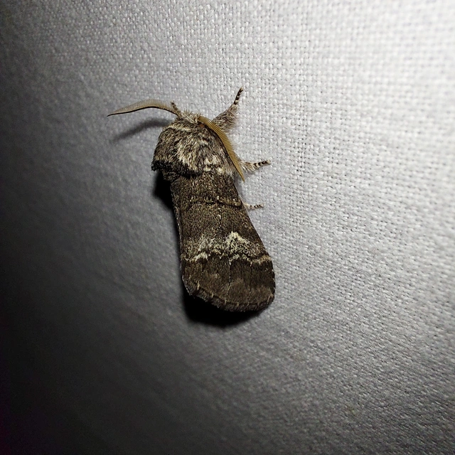 Drymonia querna - tölgyfa-púposszövő