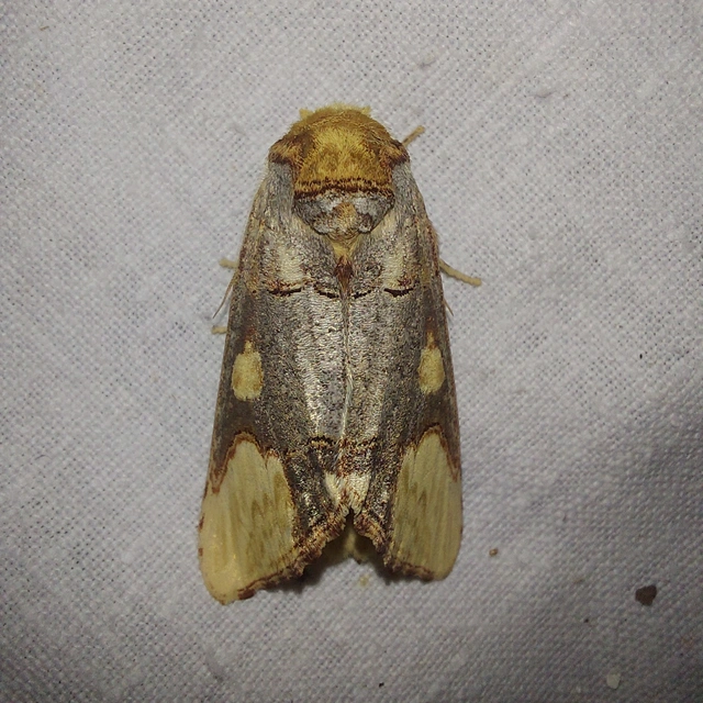 Phalera bucephaloides - magyar púposszövő