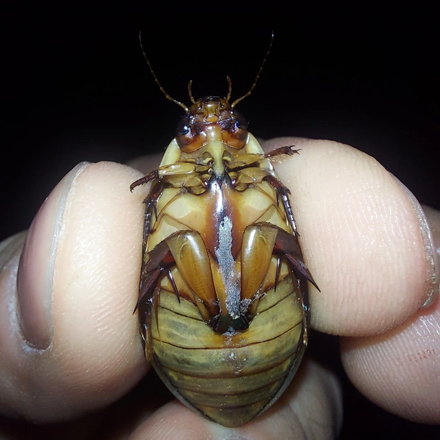 Cybister lateralimarginalis - nagy búvárbogár