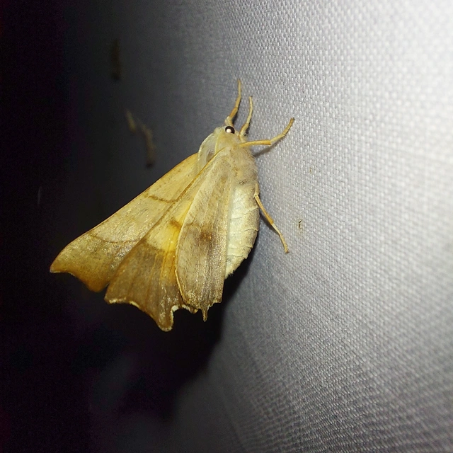 Ennomos fuscantaria - kőris-levélaraszoló