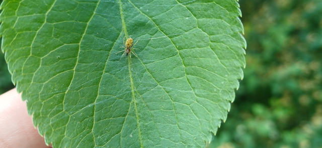 Nigma flavescens - vöröslő hamvaspók