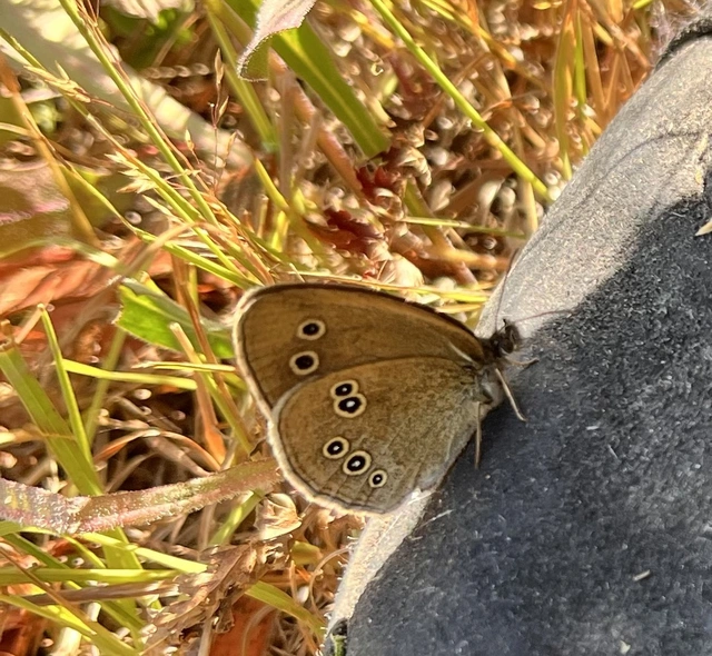 Aphantopus hyperanthus - közönséges ökörszemlepke