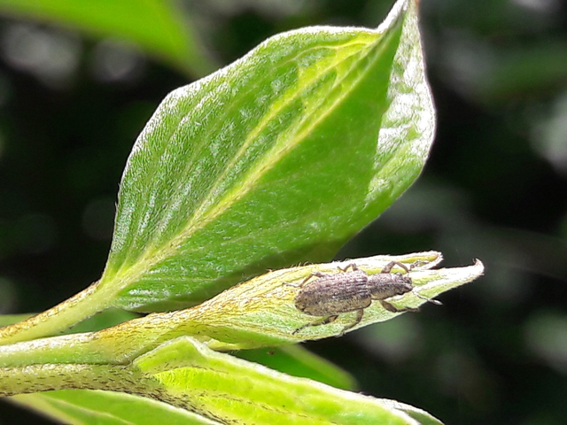Sitona callosus - szempillás csipkézőbogár