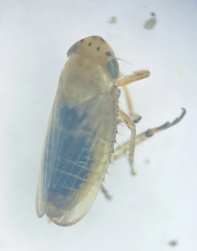 Graphocraerus ventralis