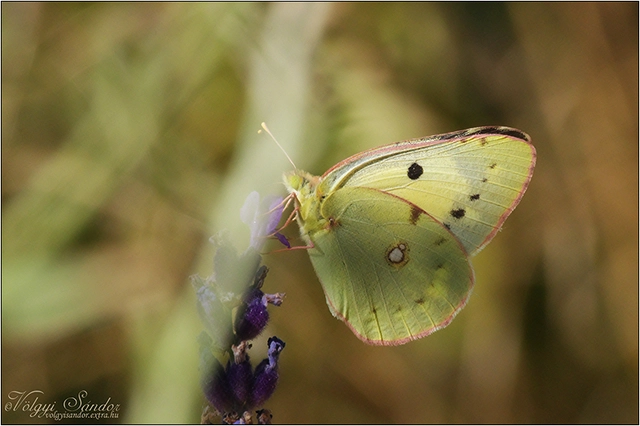 Colias croceus - sáfránylepke