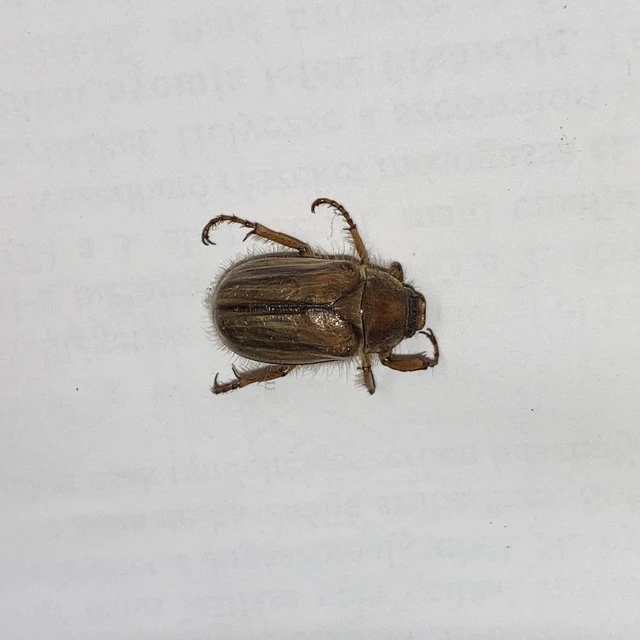 Amphimallon solstitiale - bordás sárgacserebogár
