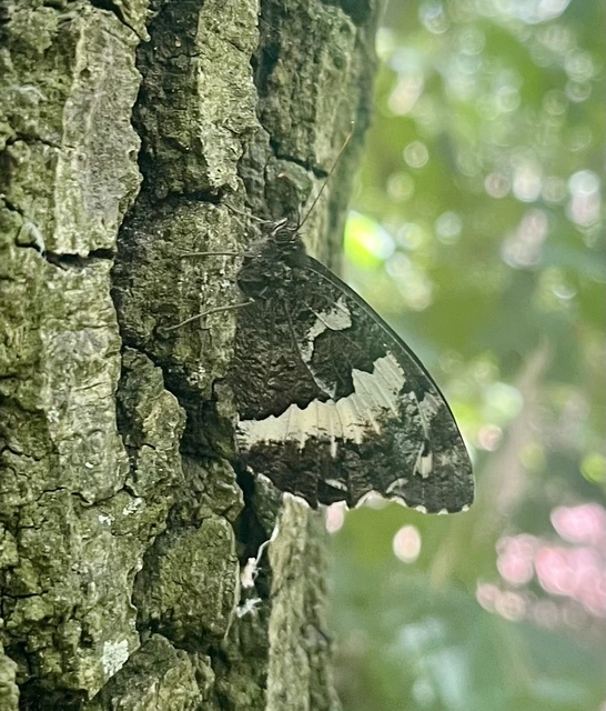 Brintesia circe - fehéröves szemeslepke