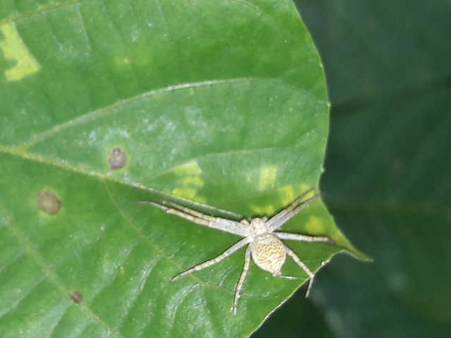 Philodromus