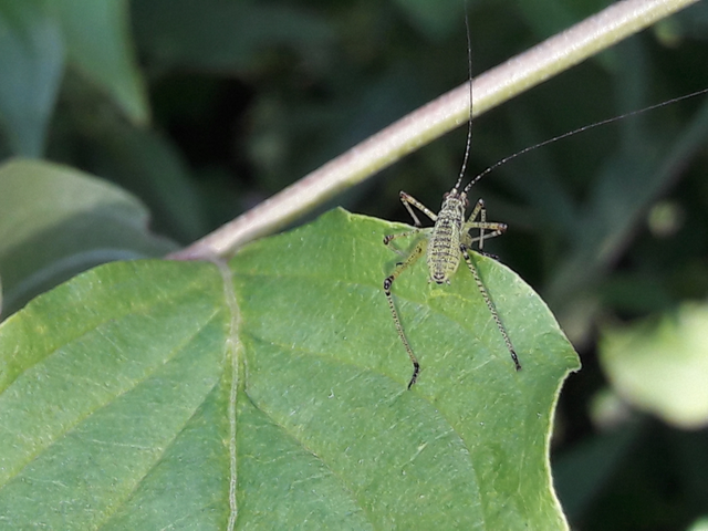 Phaneroptera