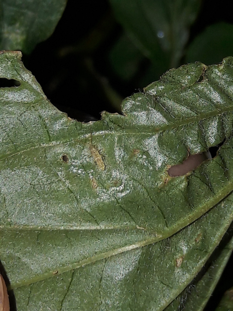 Collembola - Ugróvillások