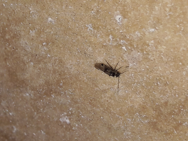 Psocoptera - Fürgetetvek