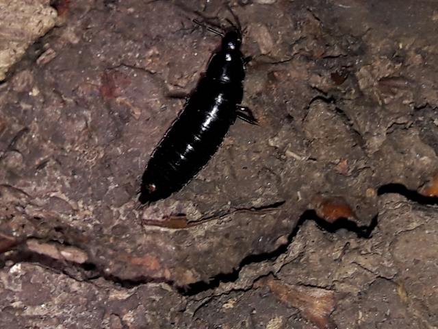 Carabus