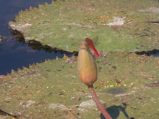 Crocothemis erythraea - skarlát szitakötő