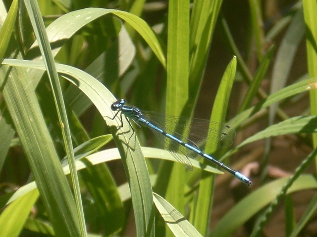 Coenagrion puella - azúrkék légivadász