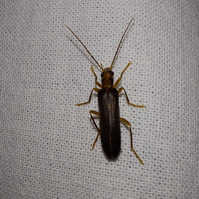 Nacerdes carniolica - karnóliai álcincér