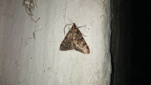 Aglossa pinguinalis - zsiradékmoly