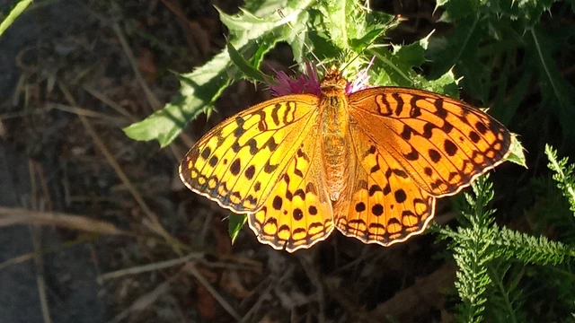 Argynnis aglaja - kerekfoltú gyöngyházlepke Argynnis aglaja - kerekfoltú gyöngyházlepke