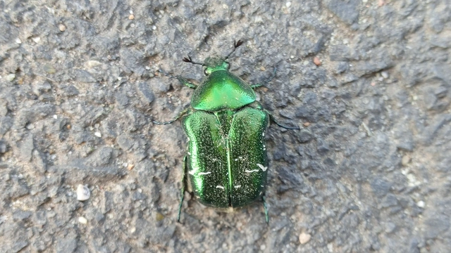 Cetonia aurata - aranyos virágbogár