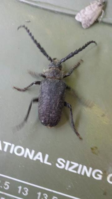 Prionus coriarius - csőszcincér