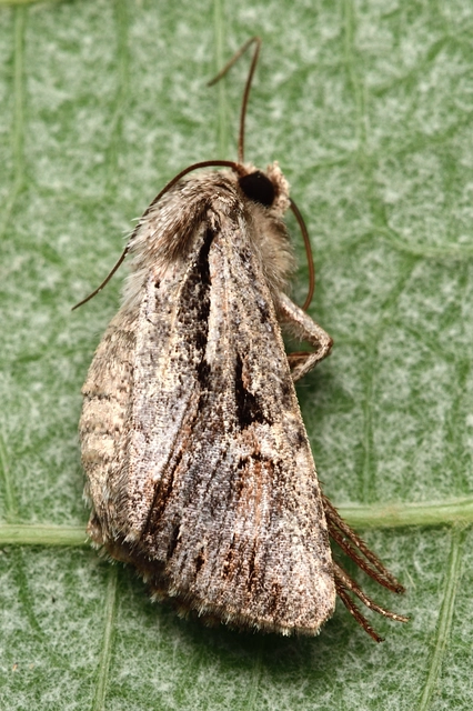 Chloantha hyperici - orbáncfű-sugarasbagoly