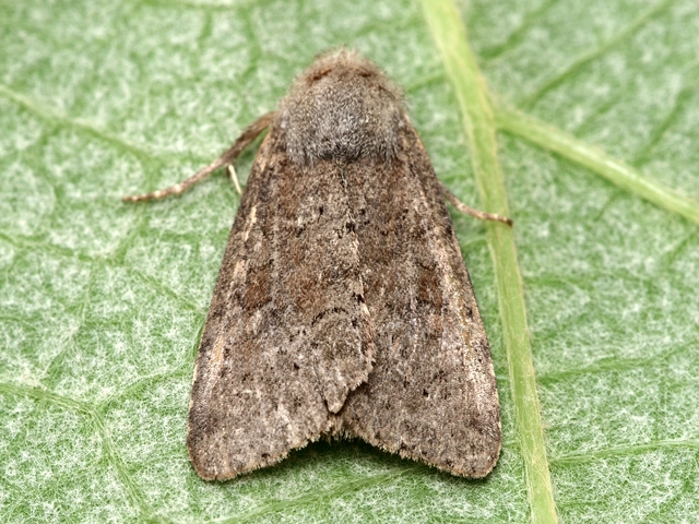 Parastichtis suspecta - sötét erdeibagoly