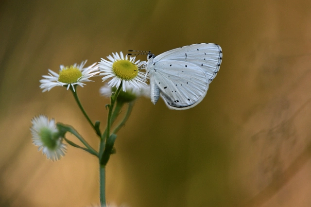 Celastrina argiolus - bengeboglárka