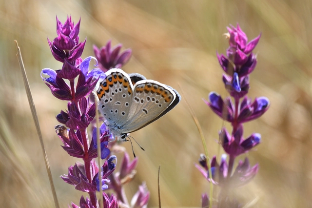Plebejus argyrognomon - tintakék boglárka