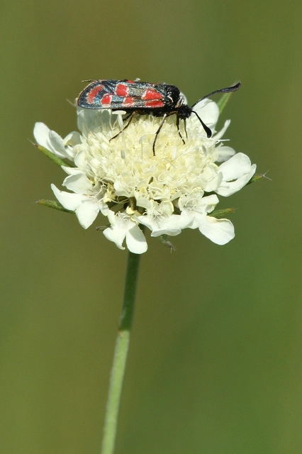 Zygaena carniolica - fehérgyűrűs csüngőlepke