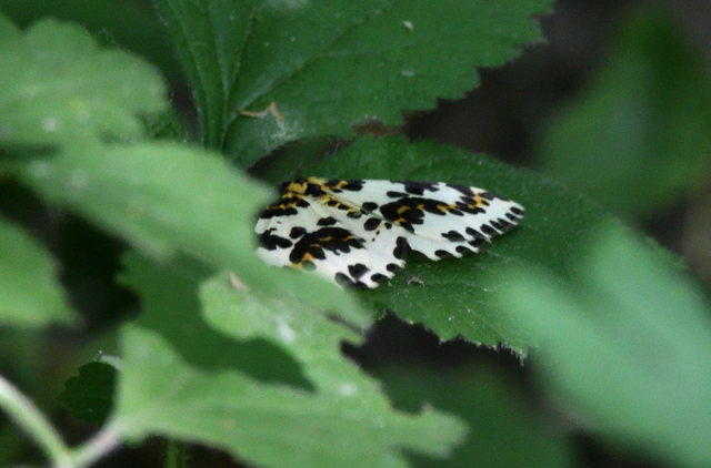 Abraxas grossulariata - köszméte-araszoló