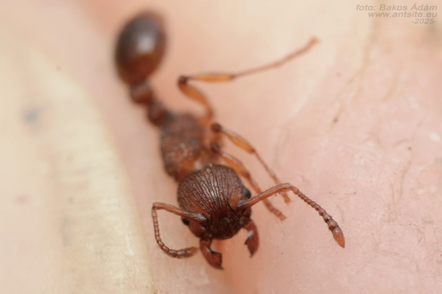 Myrmica sabuleti - gyakori bütyköshangya