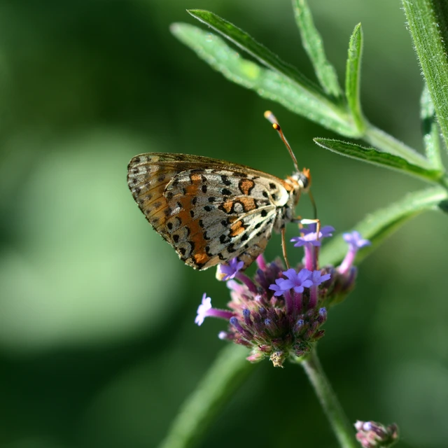 Melitaea didyma - tüzes tarkalepke