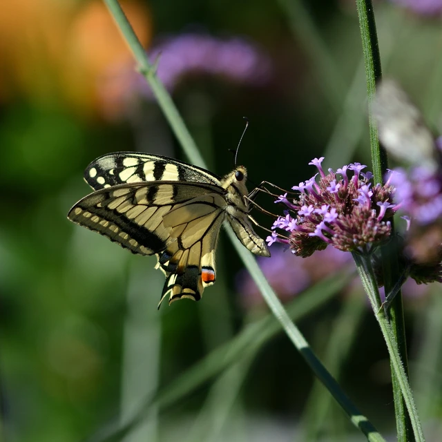 Papilio machaon - fecskefarkú lepke