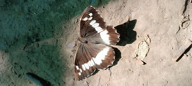 Brintesia circe - fehéröves szemeslepke
