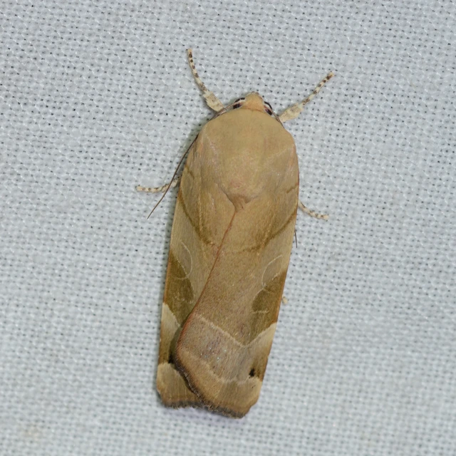 Noctua fimbriata - szélessávú sárgafűbagoly