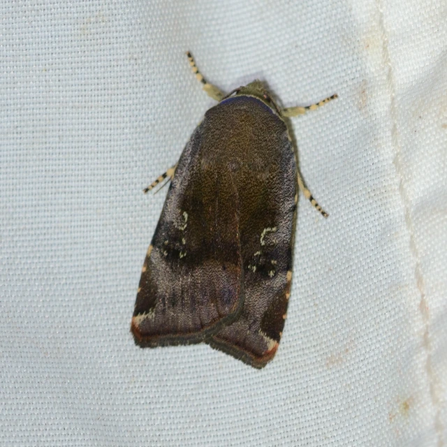 Noctua janthe/janthina