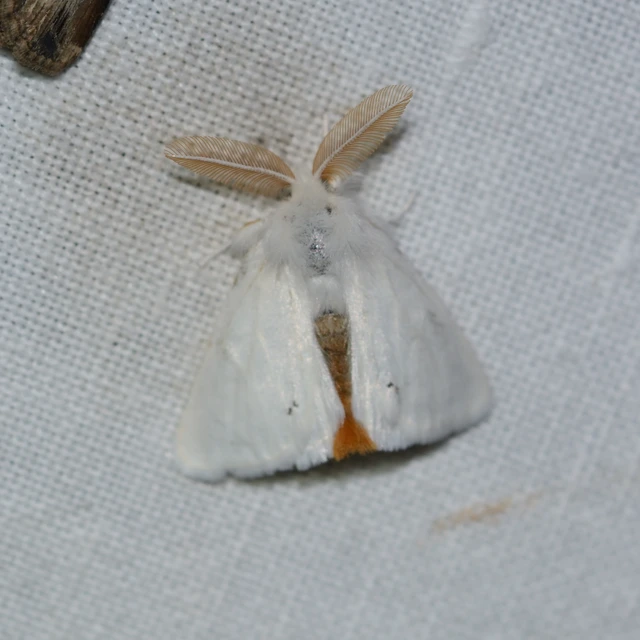 Euproctis chrysorrhoea - aranyfarú szövő