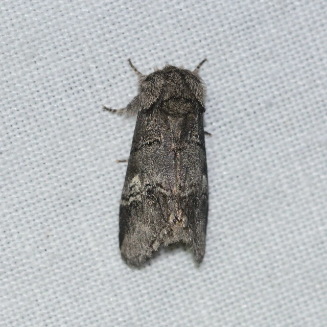 Drymonia querna - tölgyfa-púposszövő