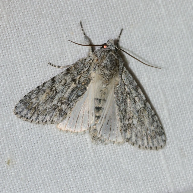 Acronicta aceris - vadgesztenye-szigonyosbagoly