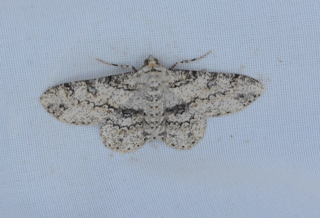 Ascotis selenaria - holdas faaraszoló