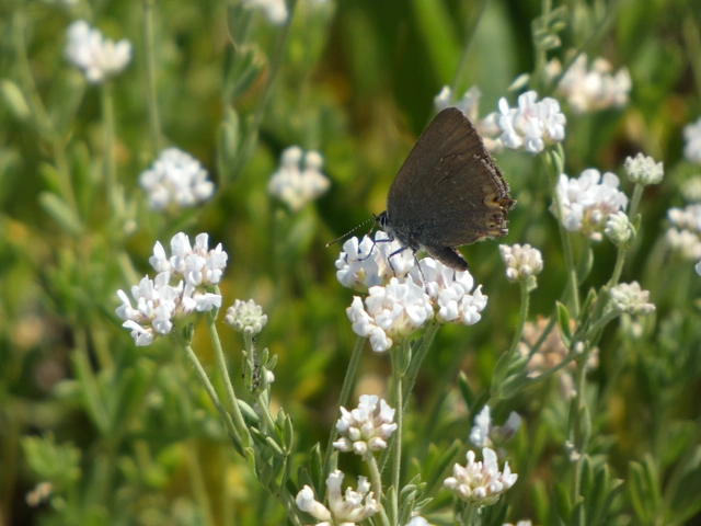Satyrium acaciae - akác-csücsköslepke
