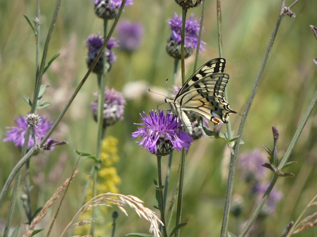 Papilio machaon - fecskefarkú lepke