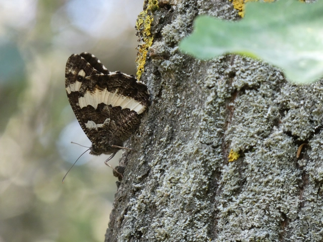 Brintesia circe - fehéröves szemeslepke