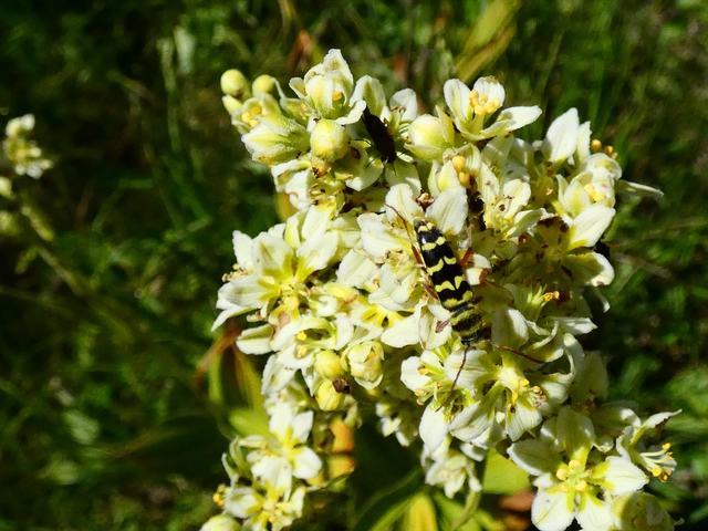 Echinocerus floralis - lucerna-darázscincér