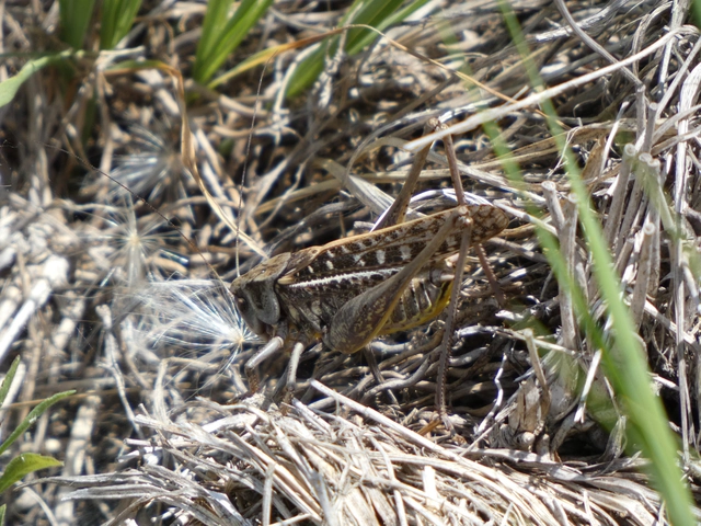 Decticus verrucivorus - szemölcsevő szöcske
