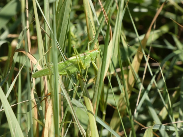 Tettigonia viridissima - zöld lombszöcske