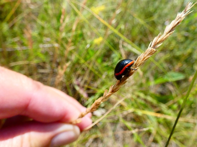 Chrysolina rossia - trapézhátú szegélyeslevelész