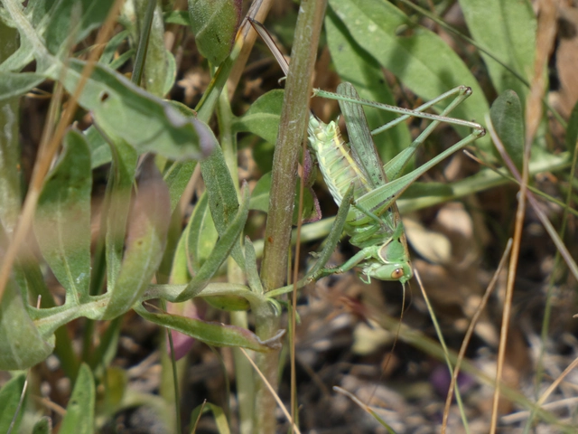 Gampsocleis glabra - tőrös szöcske