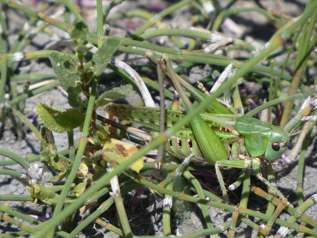 Decticus verrucivorus - szemölcsevő szöcske