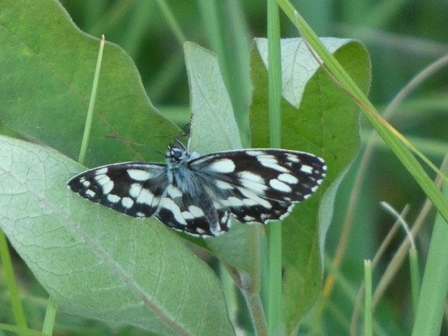 Melanargia galathea - sakktáblalepke