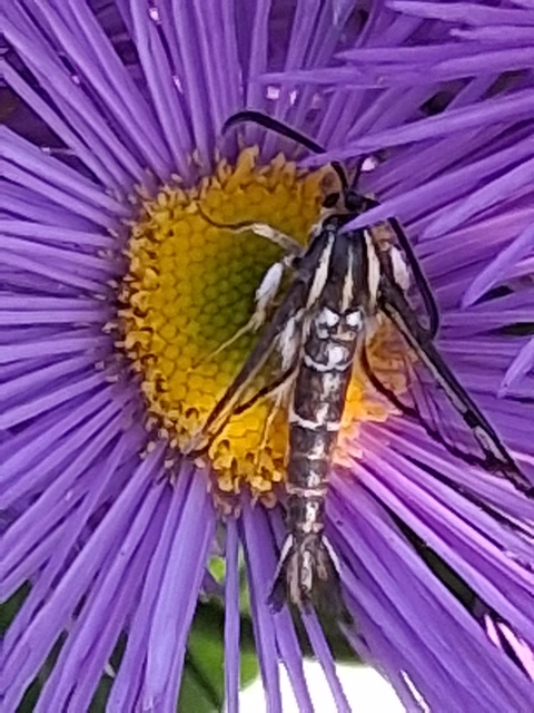 Sesiidae - szitkárfélék